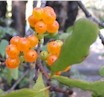 Alepis Flavida flower